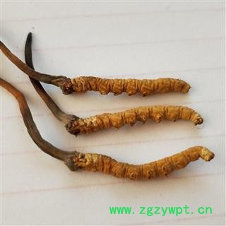冬虫夏草 青海虫草精选4000条每公斤 产地 青海省果洛藏族自治州图3