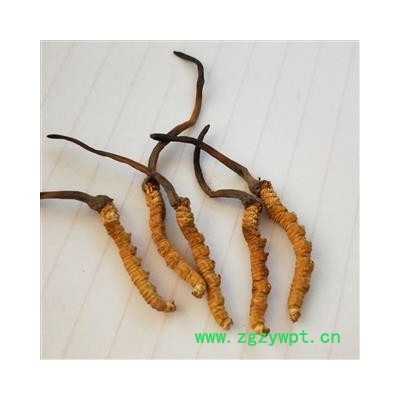 冬虫夏草 青海虫草精选4000条每公斤 产地 青海省果洛藏族自治州