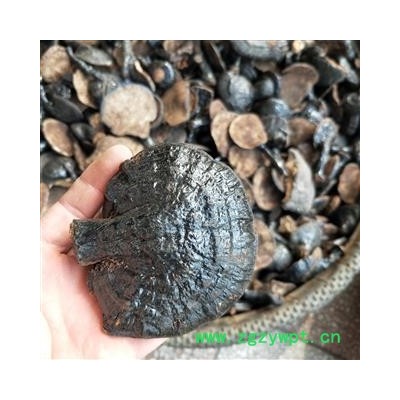 灵芝个 黑龙江野生黑灵芝 产地 黑龙江省