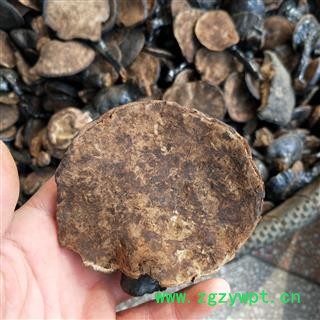 灵芝个 黑龙江野生黑灵芝 产地 黑龙江省图3