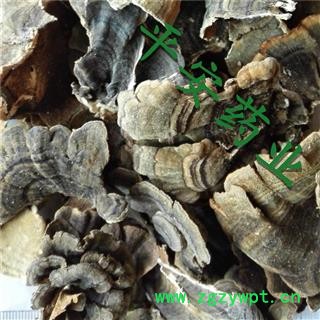 平安药业 云芝 正品 千层蘑 彩纹云芝 黄云芝 灰芝 瓦菌图2