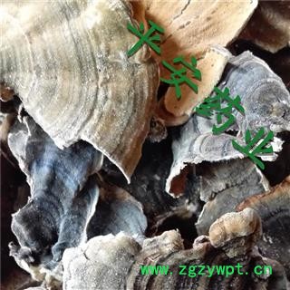 平安药业 云芝 正品 千层蘑 彩纹云芝 黄云芝 灰芝 瓦菌图3
