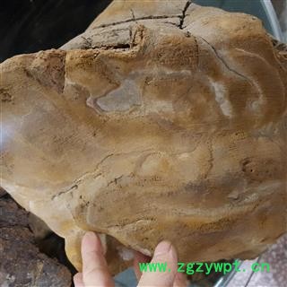 小丽百草行桑黄 东北桑耳 猢狲眼 桑臣 桑黄菇 桑黄菰 梅树菌  树蛇 木灵芝图2