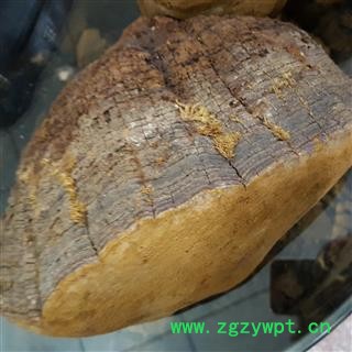 小丽百草行桑黄 东北桑耳 猢狲眼 桑臣 桑黄菇 桑黄菰 梅树菌  树蛇 木灵芝图3