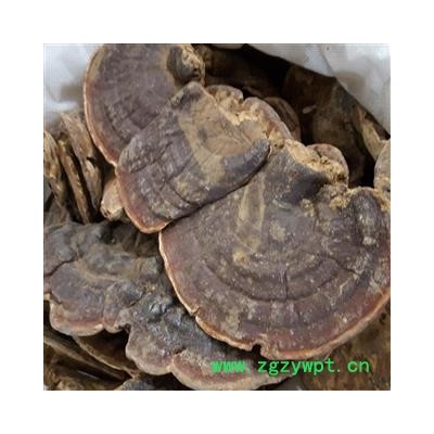 小丽百草行灵芝海南无柄赤芝 统货灵芝