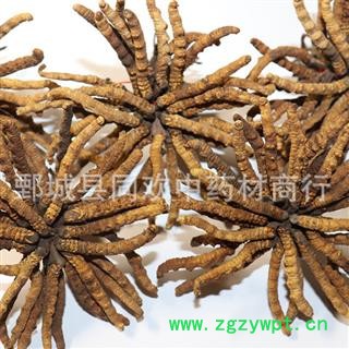 【藏虫草精选3000条冬虫夏草】@【同欢药材】中药材批发供应  规格齐全 量大从优  产地 西藏自治区图2