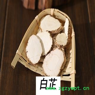 煜庭药业 白芷 家种图2