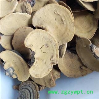 桑黄 桑上寄生 桑臣 树鸡 胡孙眼 桑黄菰 黄菇 针层孔菌 梅树菌 桑黄小个 产地 西藏自治区图2