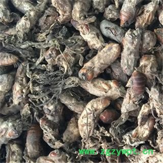 芝春堂 中药材 虫花 金蝉花 蝉菌 蝉蛹草 蝉花 优质新货 保证质量图4