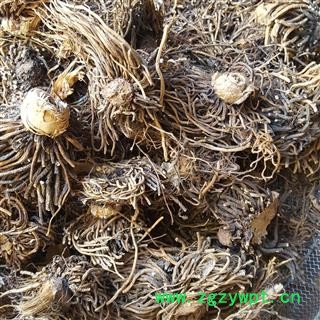 瑞森药材行藜芦 黎芦 力芦 山葱 干净图2