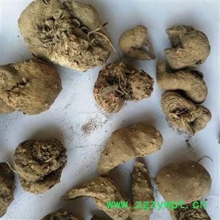瑞森药材行 水田七 水三七 土三七 产地 广西柳州今年新货实物拍照图4
