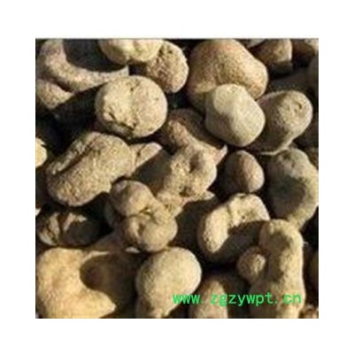 圣草康园 雷丸 雷实 竹林子 木连子