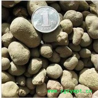 圣草康园 雷丸 雷实 竹林子 木连子图2