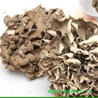 圣草康园灰树花 贝叶多孔菌 栗子蘑 莲花菌 叶状奇果菌 千佛菌 云蕈 舞茸图2