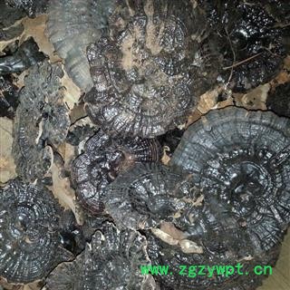 圣草康园中药材紫灵芝 黑灵芝图2