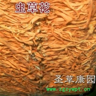 圣草康园金虫草 正品 正宗排草 无夹心 金虫草花 北冬虫草 天然菌类 特级 批发专营图2
