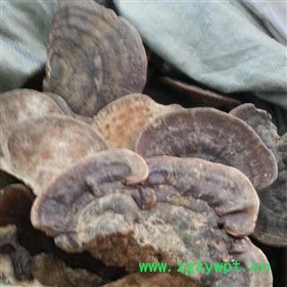 圣草康园无柄赤灵芝统个（500克/袋）无柄赤灵芝 无柄赤芝 云南 云南赤灵芝统个图2