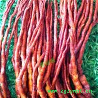 中药材灵芝   灵芝草 统 产地 山东省聊城市冠县图2