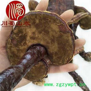 红灵芝小个统货散装1公斤起批产地直供赤灵芝川蜀山农中药材批发图2