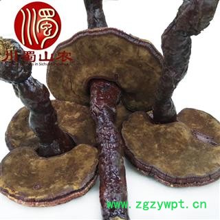 红灵芝小个统货散装1公斤起批产地直供赤灵芝川蜀山农中药材批发图4