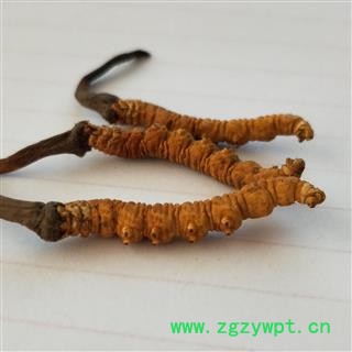 冬虫夏草 青海虫草精选3000条每公斤 产地 青海省果洛藏族自治州图3