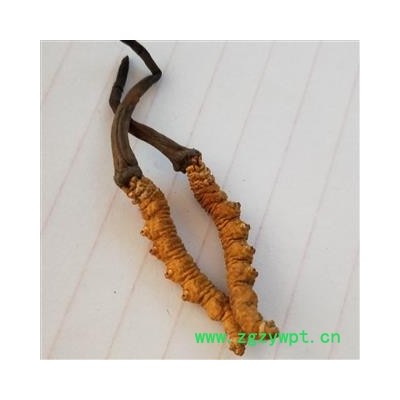 冬虫夏草 青海虫草精选3000条每公斤 产地 青海省果洛藏族自治州