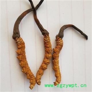 冬虫夏草 青海虫草精选3000条每公斤 产地 青海省果洛藏族自治州图2