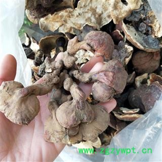 灵芝个 西藏高山野生灵芝小统个 产地 西藏自治区图2