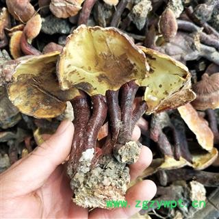 灵芝个 江西野生红灵芝 产地 江西省图3