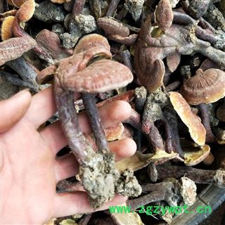 灵芝个 江西野生红灵芝 产地 江西省图2