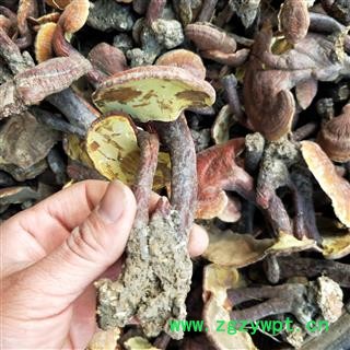 灵芝个 江西野生红灵芝 产地 江西省图4