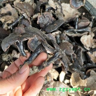 灵芝个 西藏野生黑灵芝 产地 西藏自治区图2