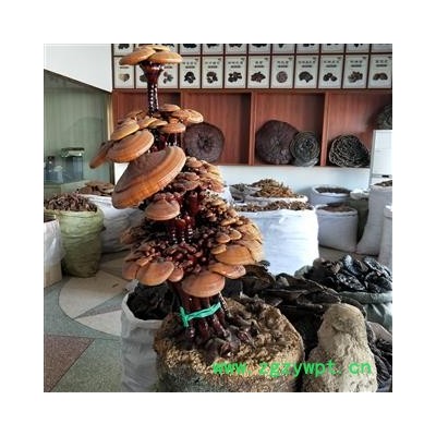 灵芝 观赏紫灵芝 产地 山东省