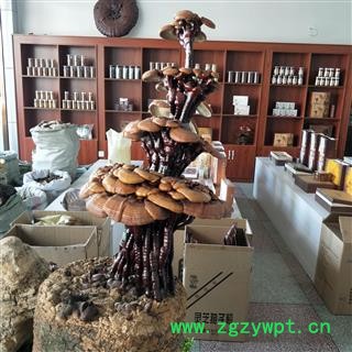 灵芝 观赏紫灵芝 产地 山东省图2