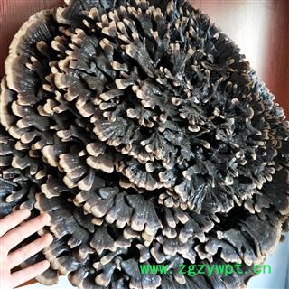 灵芝 吉林黑灵芝镇店之宝 产地 吉林省图2