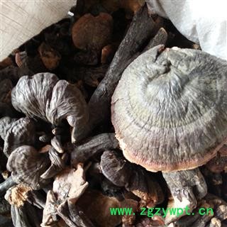 小丽百草行灵芝 灵芝 海南灵芝图2