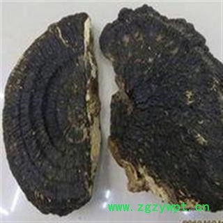 小丽百草行灵芝  薄树芝  薄盖灵芝图2