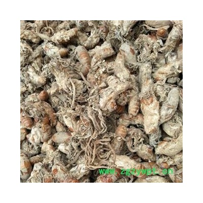 小丽百草行大别山金蝉花土蝉花 新货 蝉花 蝉蛹大虫草