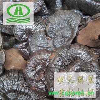 世元药业 紫灵芝 正品 大选天然【灵芝大全】图2