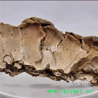 云芝 千层蘑 彩纹云芝 黄云芝 灰芝 瓦菌 统货 产地 黑龙江省货真价实 批发各种规格中药材 花茶 矿石冷背中药材图2