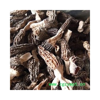 羊肚菌 统货 野生羊肚菌 产地 安徽省