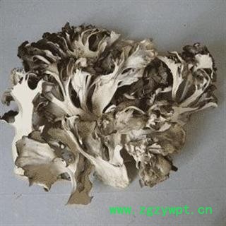 灰树花 贝叶多孔菌 栗子蘑 莲花菌 叶状奇果菌 千佛菌 云蕈 舞茸 统货 产地 浙江省图2