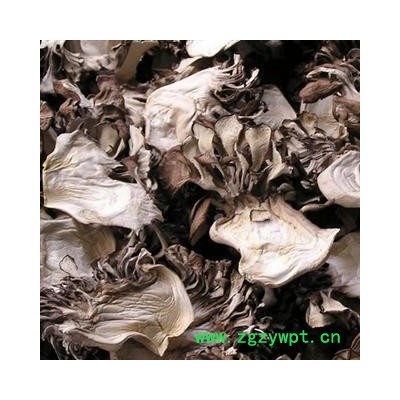 灰树花 贝叶多孔菌 栗子蘑 莲花菌 叶状奇果菌 千佛菌 云蕈 舞茸 统货 产地 浙江省