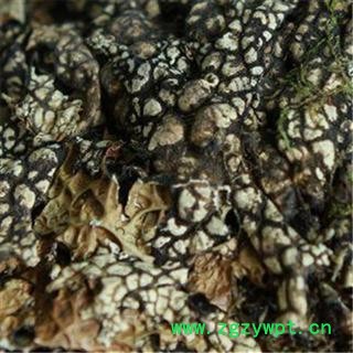 芝春堂 正品 老龙皮 老龙七 石龙皮 网肺衣 石花 各种冷背药材大全图2