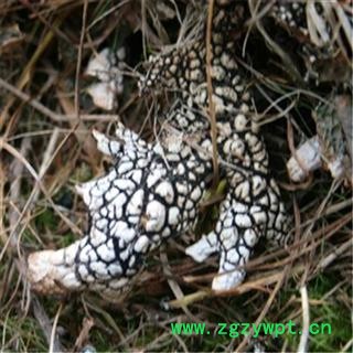 芝春堂 正品 老龙皮 老龙七 石龙皮 网肺衣 石花 各种冷背药材大全图4