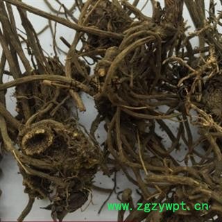 诺源药材行野生马尾连  唐松草图2