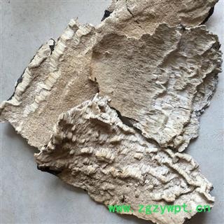 圣草康园白耙齿菌长白山白耙齿菌白耙齿菌图4