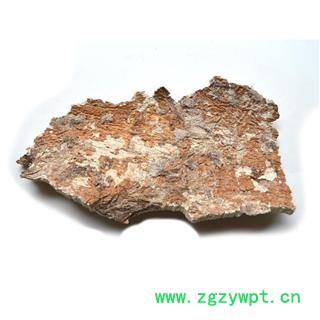 圣草康园白耙齿菌长白山白耙齿菌白耙齿菌图3