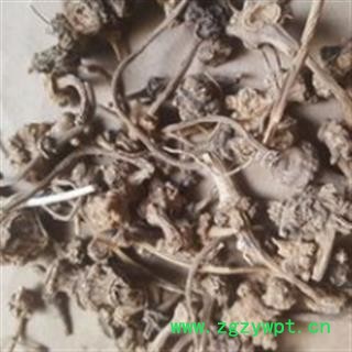 诺源药材行云南野生中药材珠子参 珠儿参图2