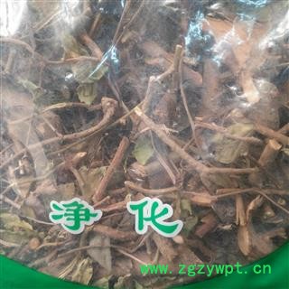 诺源药材行优质缬草 光缬草 蜘蛛香 臭草图3